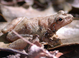 Spring Peeper